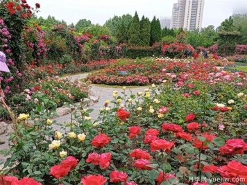 用途广大的月季花，不可估量的月季价值