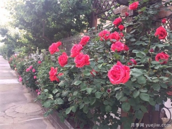 盆栽月季在不同的生长期如何浇水看这里