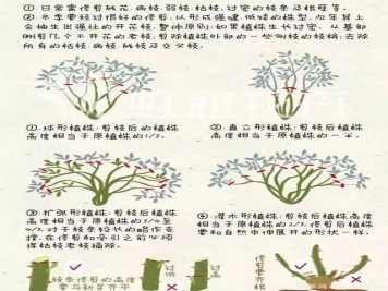 冬季月季修剪技术要点