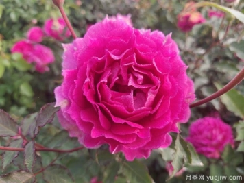 欧月盆栽杯苗品种与价格