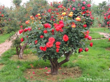 冷门树种销售量越来越大，商机无限