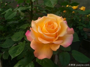 月季花的养殖方法，月季花栽培技术