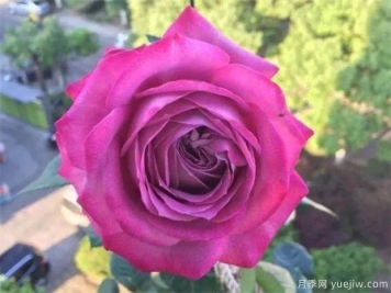 中国十大名花图片，盘点各种好看的花卉