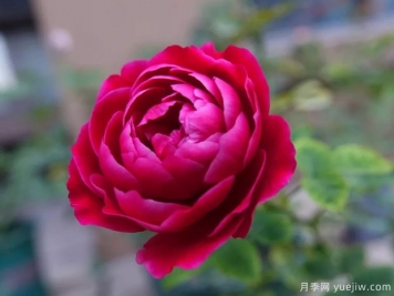 月季花有哪些种类？月季花常见的繁殖方法有哪些？