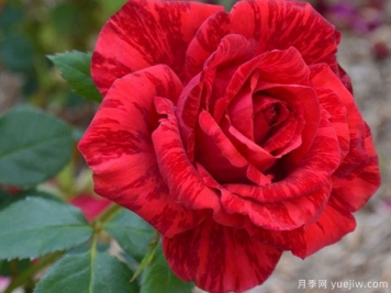 月季花苗在夏天怎么养护？