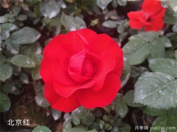 养花怎样调节光照？
