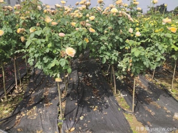 冬季绿化苗木实用养护管理措施