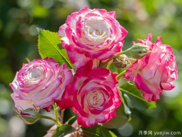 选购盆栽月季花七招