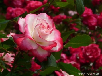 月季黄叶常见的三种原因