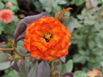 月季花是一种很好的中药材，能够活血消肿