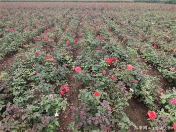 学习苗木销售中的潜规则事项方能赢得先机