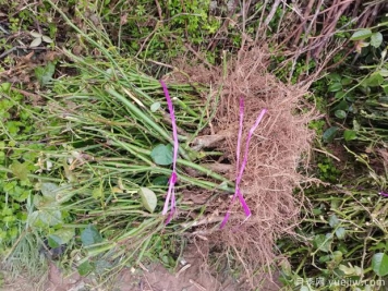 月季的繁衍形式有无性繁衍和有性繁衍两种