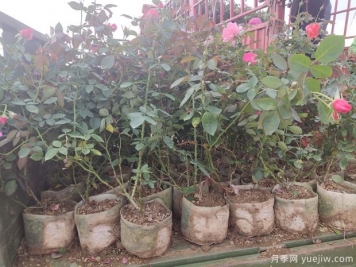 冬季移栽大树注意事项