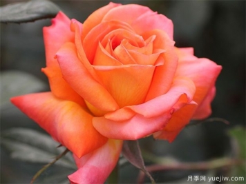 大花月季人人爱，如何把大花月季养的枝繁叶茂？