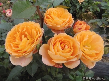 月季网：十大橙色月季品种推荐