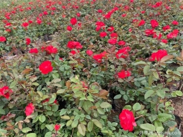 选好月季苗圃地，这7个因素是关键！