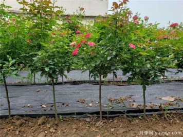 南阳绿化苗木种植规范