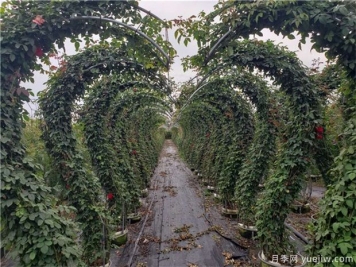 藤本月季移植的时间需要什么时候呢？