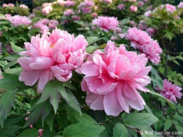 苗木防冻的6个技术措施！