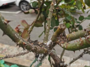 月季枝干上有许多小白点，可能是桑盾蚧在危害