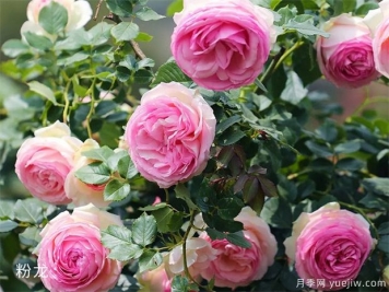 推荐10种好听又唯美的常见月季花