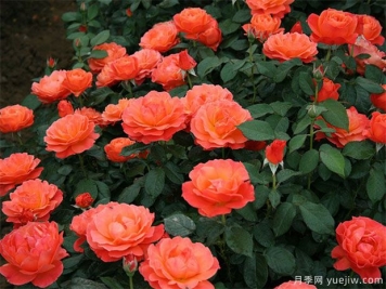 丰花月季怎样进行虫害防治的呢？