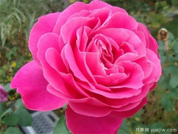 大花月季叶子发黄的常见原因和处理办法