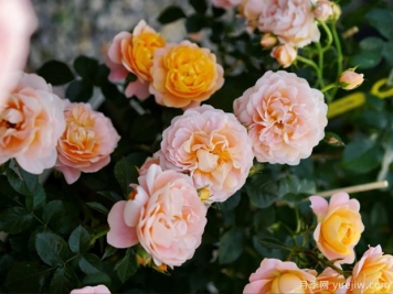 月季花苗如何施肥及常见的几种肥料介绍