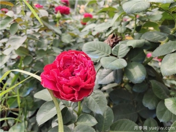 地栽月季春天能施肥吗