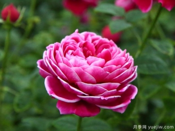 推荐十款适合瓶插的切花月季品种