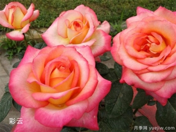 月季花老化现象的原因及防治方法