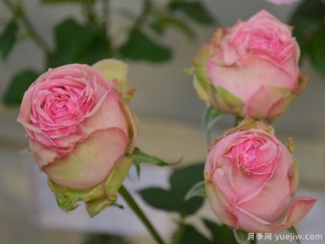 智慧女神月季/微型密涅瓦月季