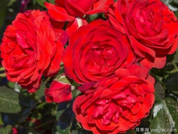 深圳花展诞生新丰花月季新品种-深圳红