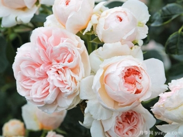 萨布丽娜月季/情归巴黎月季