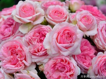 冬宫月季/艾米达吉月季