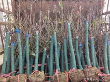 树状月季出现叶子发黄掉落主要原因有哪些？