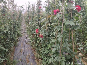 月季花不开花的原因有哪些