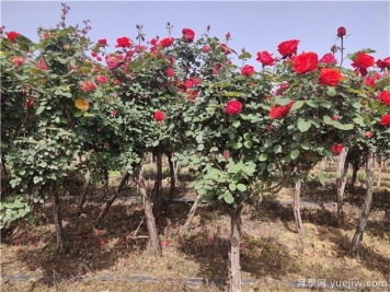 树状月季为何开花少？