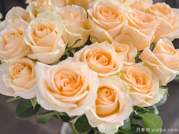 香槟玫瑰是玫瑰还是月季