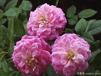 法国糖果光芒月季