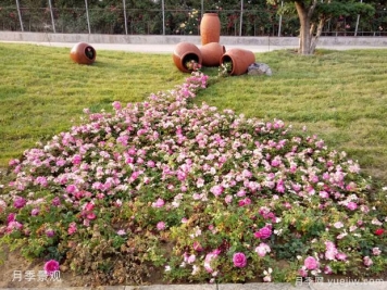 判断苗长势好不好，这几点很关键