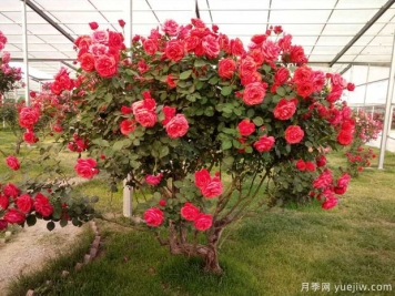 国际标准原冠苗是这样种的！