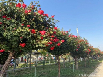 苗木买回家假植注意事项！