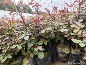 月季栽培技术要点