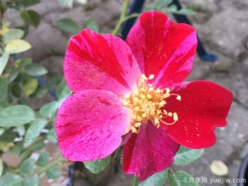 红宝石月季(灌木)