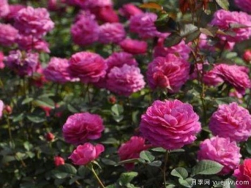 珠宝月季/宝石月季