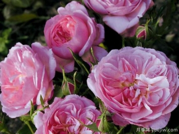 女王的伦敦孩子月季