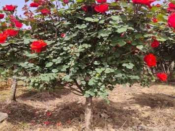 月季花该如何修剪？一定要小心仔细