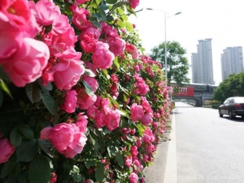 月季花开花的几个关键