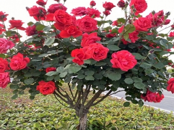 月季花长什么样？月季花的形态特征